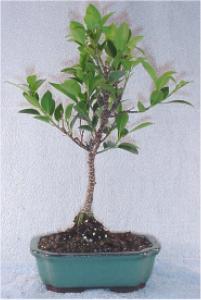 Growing your Ficus Bonsai