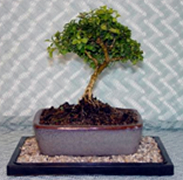Growing your Boxwood Bonsai