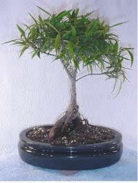 Growing your Ficus Bonsai