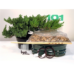 Juniper Starter Kit - 8 Inch Bonsai Pot 