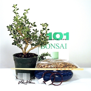 Mt Fuji Serissa Starter Kit - 6 Inch Bonsai Pot 
